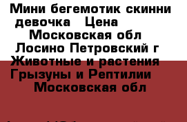 Мини бегемотик скинни девочка › Цена ­ 2 500 - Московская обл., Лосино-Петровский г. Животные и растения » Грызуны и Рептилии   . Московская обл.